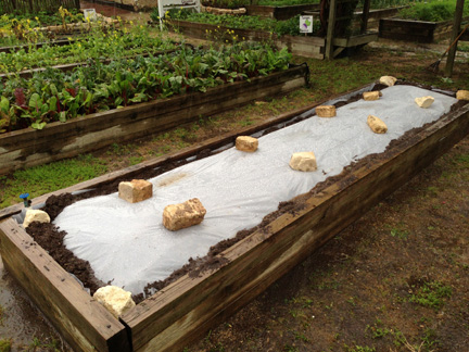 از بین بردن آفتها و بیماریهای گیاهان با استفاده از آفتاب 