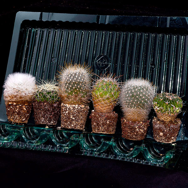 خاک مخصوص کاکتوس