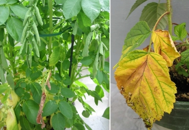 پژمردگی ورتیسیلیومی: علت پژمردگی و زرد شدن و افتادن برگها چیست 