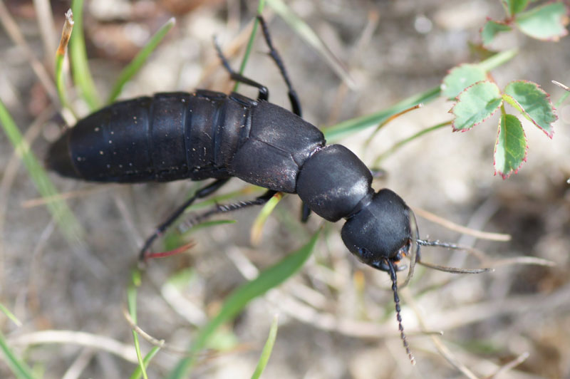 حضور سوسکهای سرگردان در باغچه: مفید یا مضر 