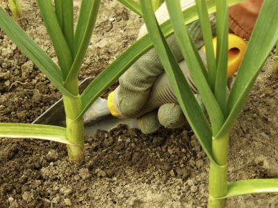 کاشت سیر: چگونه به گیاه سیر کود بدهیم؟ 