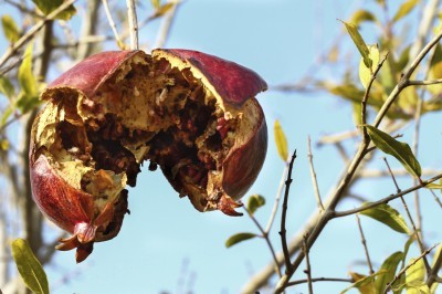 Old single pomegranate on the tree