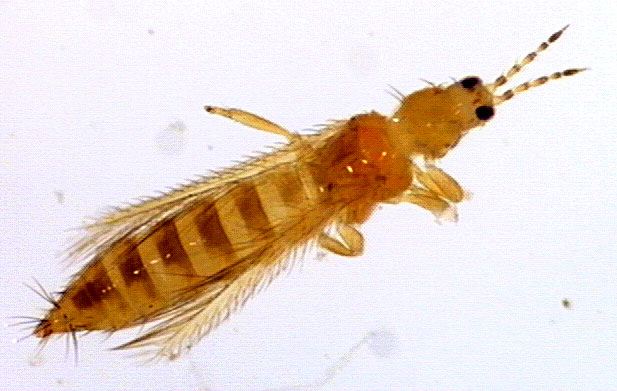 کنترل آفت تریپس