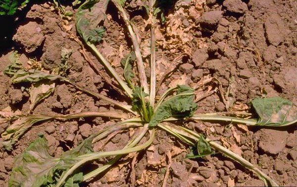 مشکلات کشت و پرورش چغندر: چرا گیاه چغندر پژمرده میشود یا روی زمین می افتد؟