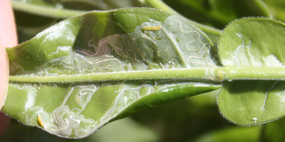 پیچ خوردن برگهای مرکبات به علت آفت