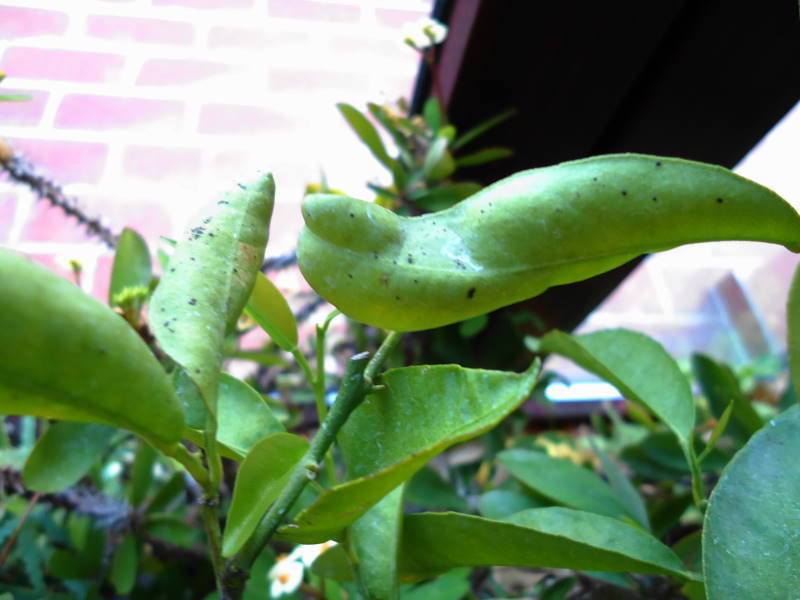 پیچ خوردن برگهای مرکبات - هجوم آفت