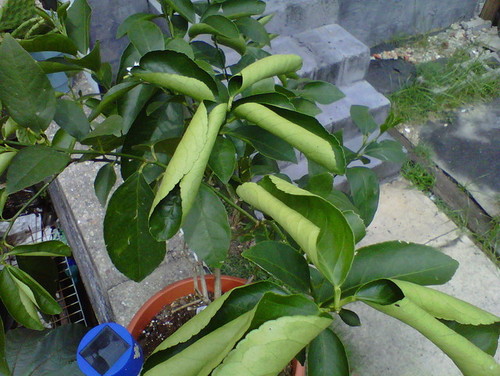 پرورش مرکبات: دلایل پیچ خوردن برگهای درختان مرکبات چیست؟