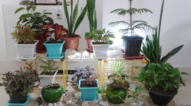 پرورش گیاهان آپارتمانی: چه گیاهانی را برای نگهداری در خانه انتخاب کنیم