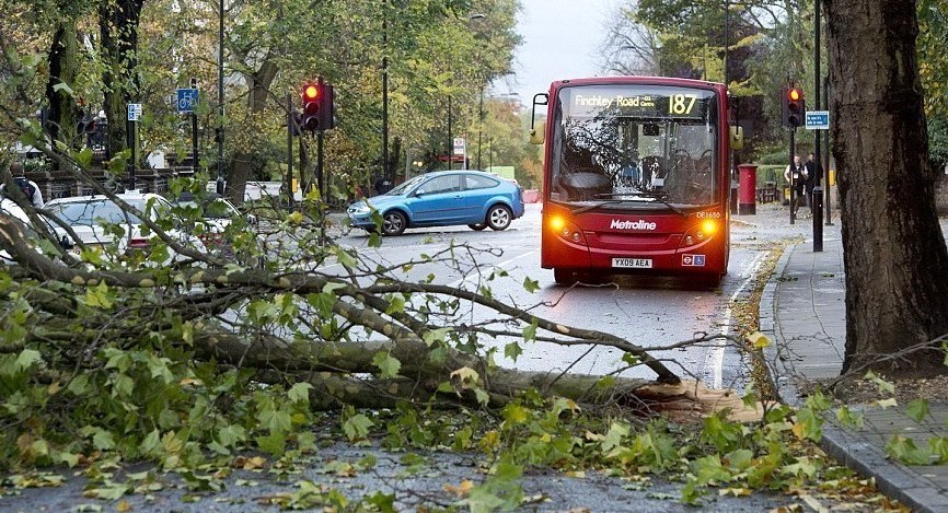 مشکلات پرورش گیاهان: دلایل افتادن درخت در وزش باد چیست؟