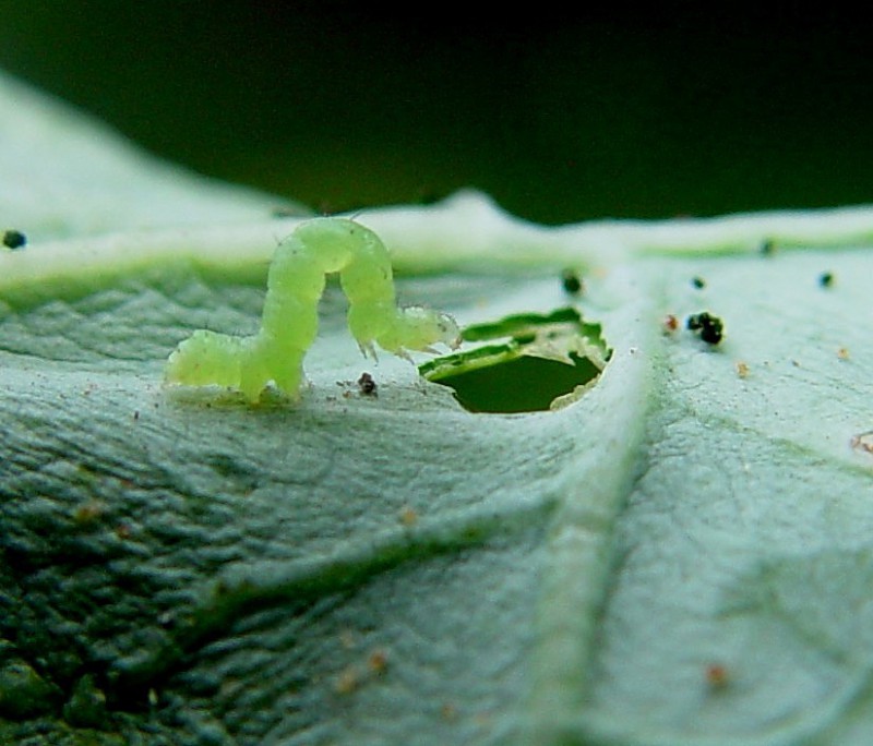 کنترل آفت: با روشهای مبارزه با کرم حلقه ای کلم آشنا شوید 