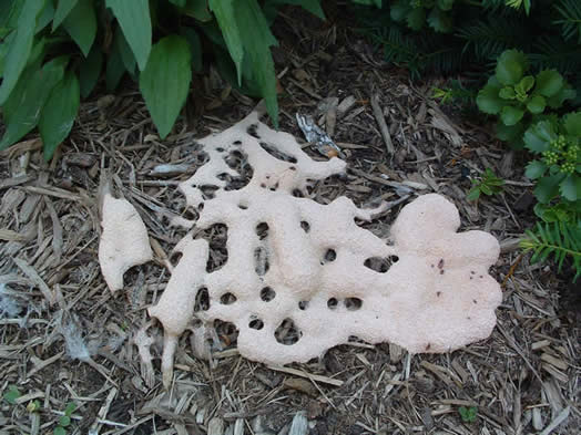 روشهای کنترل کپک مخاطی روی گیاهان چیست