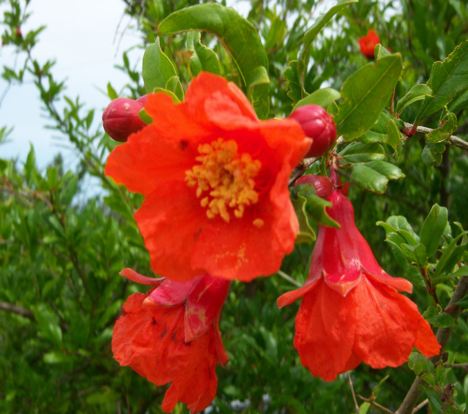 مشکلات پرورش انار: دلایل ریزش گلهای درخت انار چیست؟ 