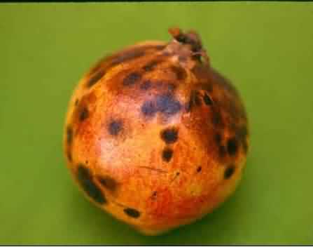 خالهای گرد قهوه ای روی میوه یا برگهای گیاه مهمترین علامت قارچ سِرکوسپورا 