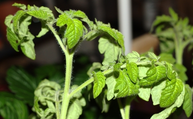 کاشت و پرورش گوجه فرنگی: دلایل پیچ خوردن برگهای گوجه چیست؟