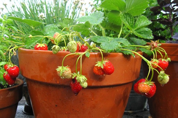 پرورش توت فرنگی: چگونه در گلدان گیاه توت فرنگی بکاریم؟ 
