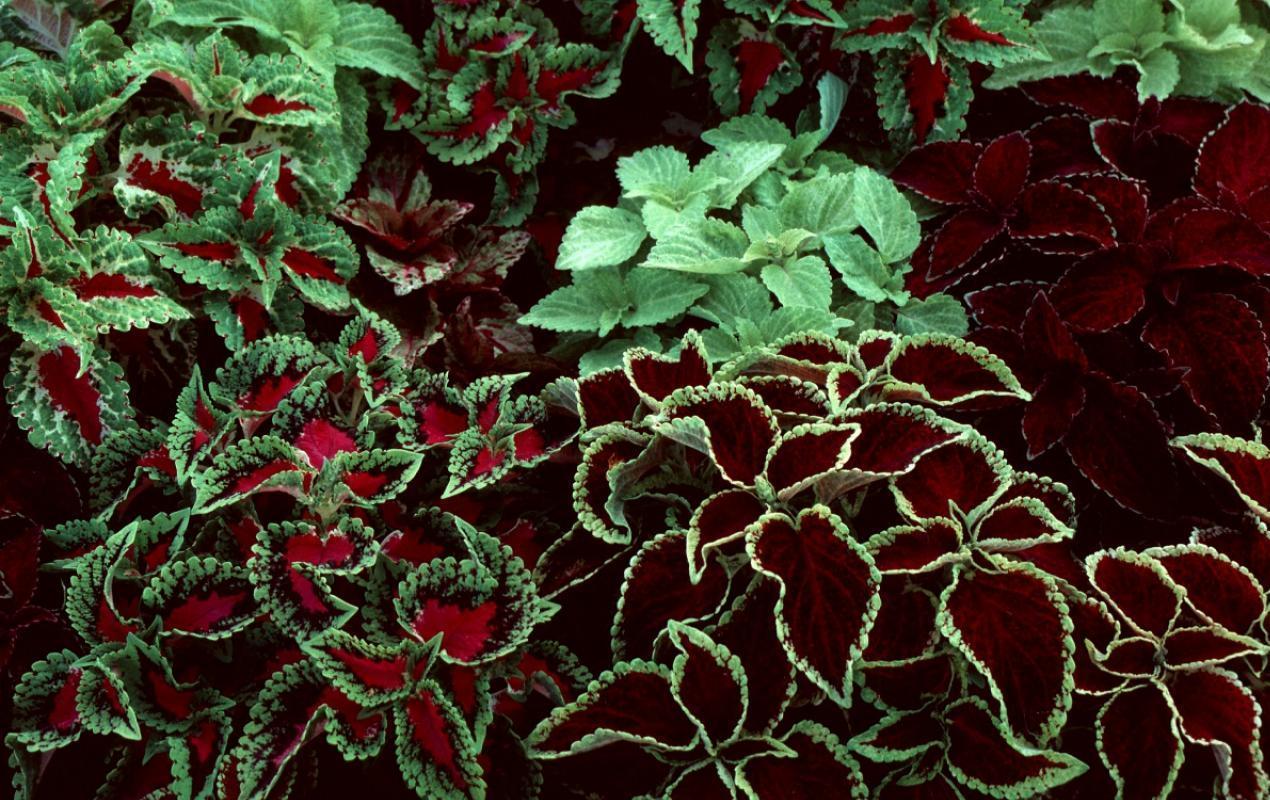 روش تکثیر حسن یوسف از بذر و قلمه