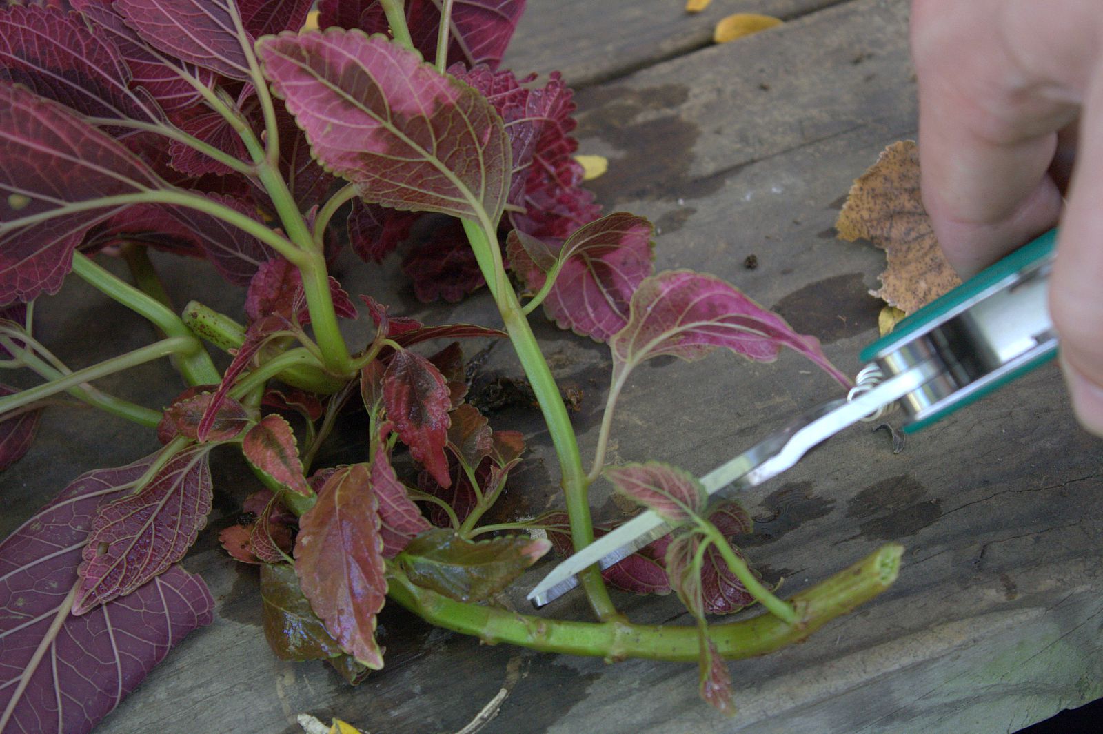 تکثیر حسن یوسف از قلمه