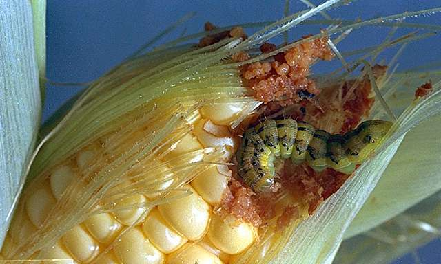 کنترل آفات: روشهای مبارزه با کرم خوشه خوار ذرت چیست؟ 