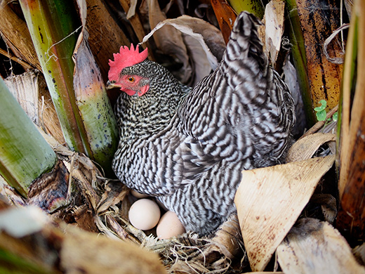 My Barred Rock sitting on a secret nest