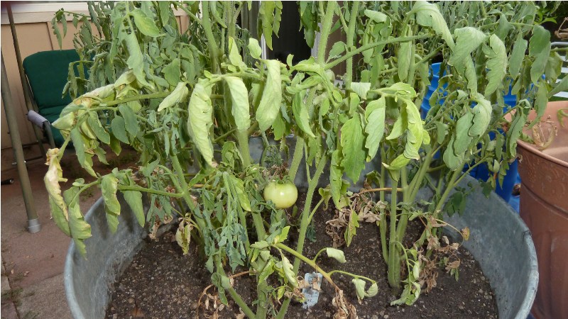 نکات مهم در آبیاری: علائم تشنگی گیاهان را بشناسید