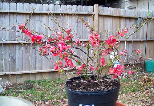 پرورش درخت به: با روشهای تکثیر درخت به ژاپنی آشنا شوید 