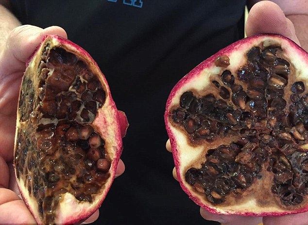 مشکلات پرورش انار: علت سیاه شدن و پوسیدگی انار از داخل چیست؟ 