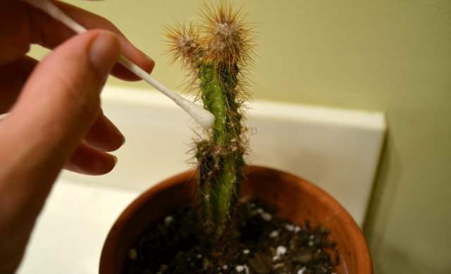 استفاده از الکل یکی از روشهای طبیعی کنترل آفت