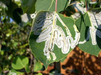 کنترل آفت مینوز برگ: مسیرهای مارپیچی سفید رنگ روی برگ برخی گیاهان چیست؟ 