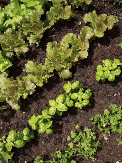 گیاهان مناسب فصل سرما: در هوای سرد نیز میتوانید محصول بکارید 