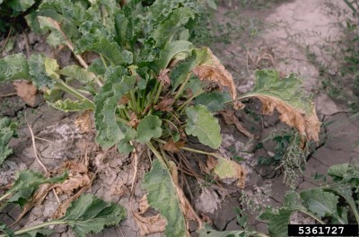 beet wilt