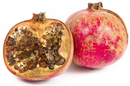 Old single pomegranate on the tree