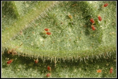 spider - mites