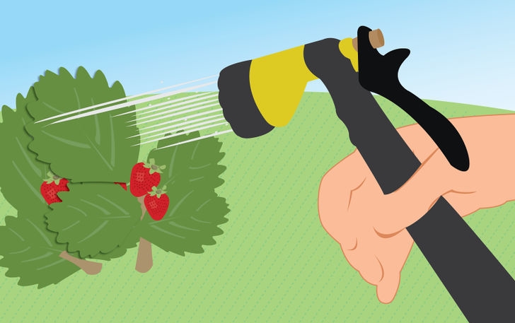 آب پاشی برای از بین بردن کنه تار عنکبوتی