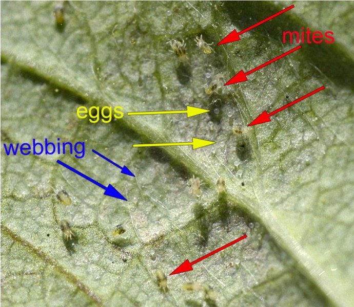 آفت کنه تار عنکبوتی