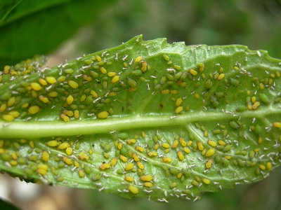 حشراتی که شیره چسبناک تولید میکنند