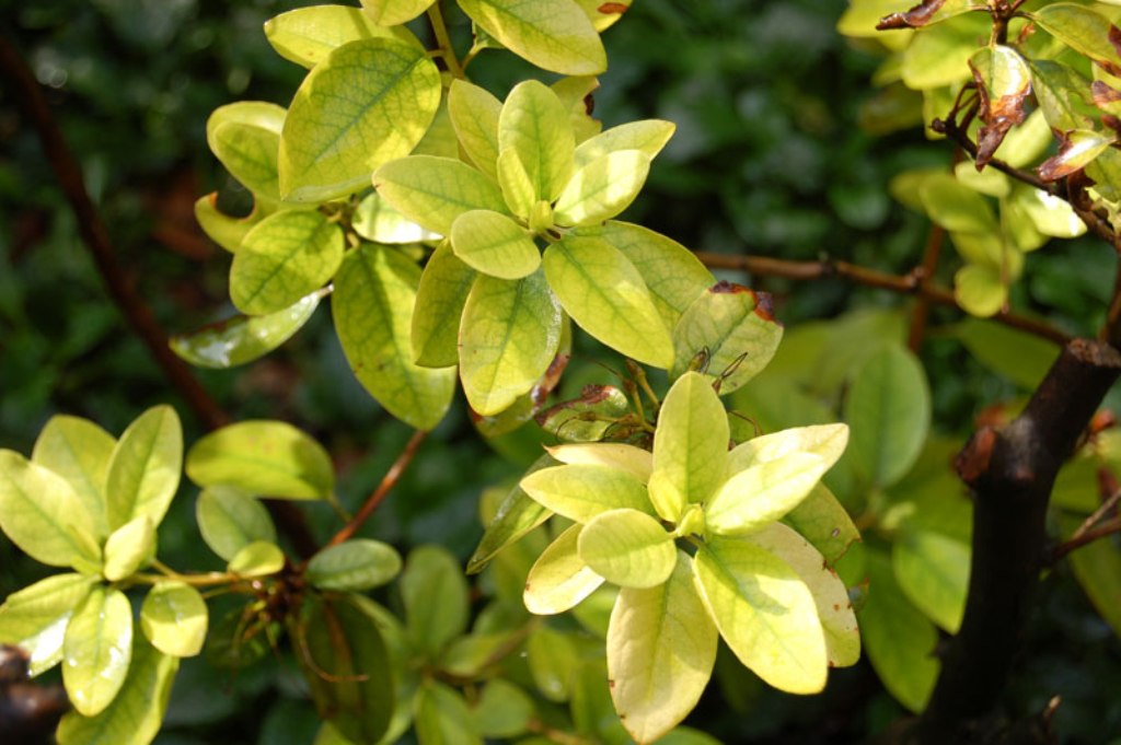 ارتباط کلروز (زرد شدن) برگها و کمبود آهن