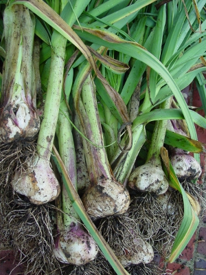 کاشت سیر: چگونه سیر در باغچه پرورش دهیم؟