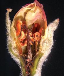 برش عرضی جوانه سرمازدگی درختان در بهار