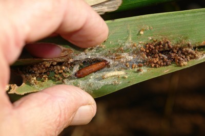 کنترل آفت: مبارزه با کرمهایی که برگها رو لوله میکنند 