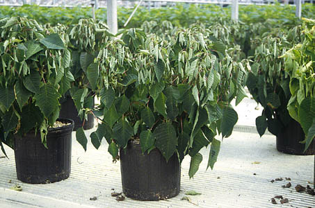 تاثیر تنش آبی بر گیاهان 