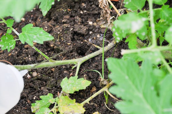 آفت ‌کش های ارگانیک خانگی