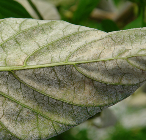 روش طبیعی مقابله با بیماریهای قارچی در گیاهان