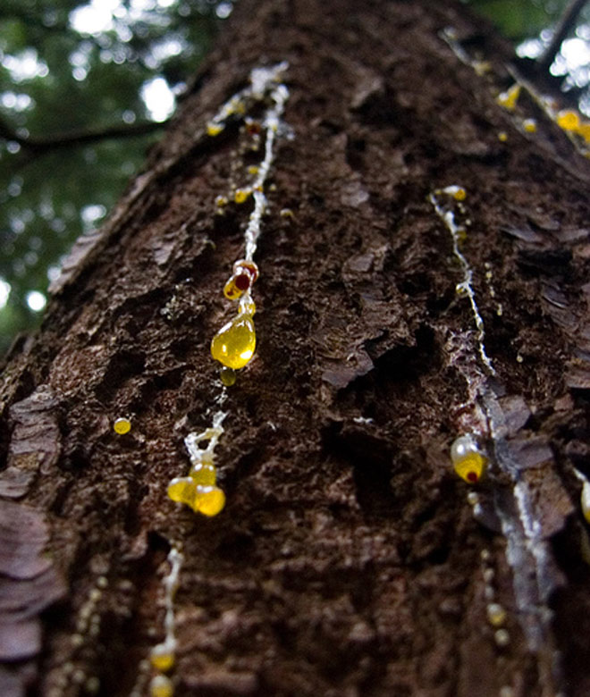 صمغ یا شیره درخت