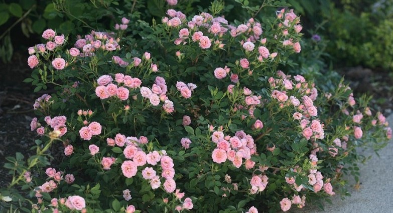 دلایل کوچک بودن گل رز 