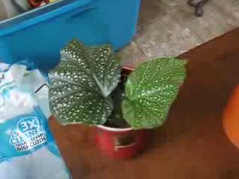 تکثیر بگونیا