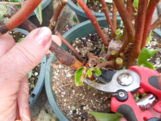 چگونه تکثیر بگونیا انجام دهیم