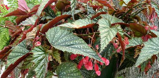 تکثیر و ازدیاد گیاه بگونیا بال اژدها با روش قلمه زدن