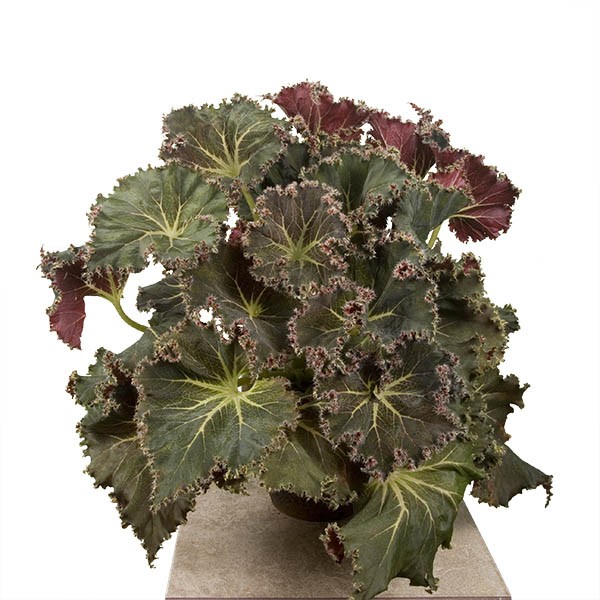 نکات مهم در مراقبت از گیاه بگونیا 