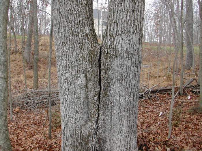 پوست مشترک یا درخت چنگالی یکی از دلایل افتادن درختان 