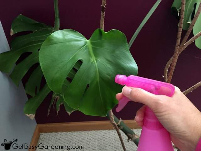 آیا روغن چریش برای کفشدوزک خطرناک است؟ 